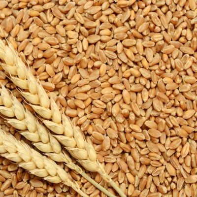 Gahu (Wheat)